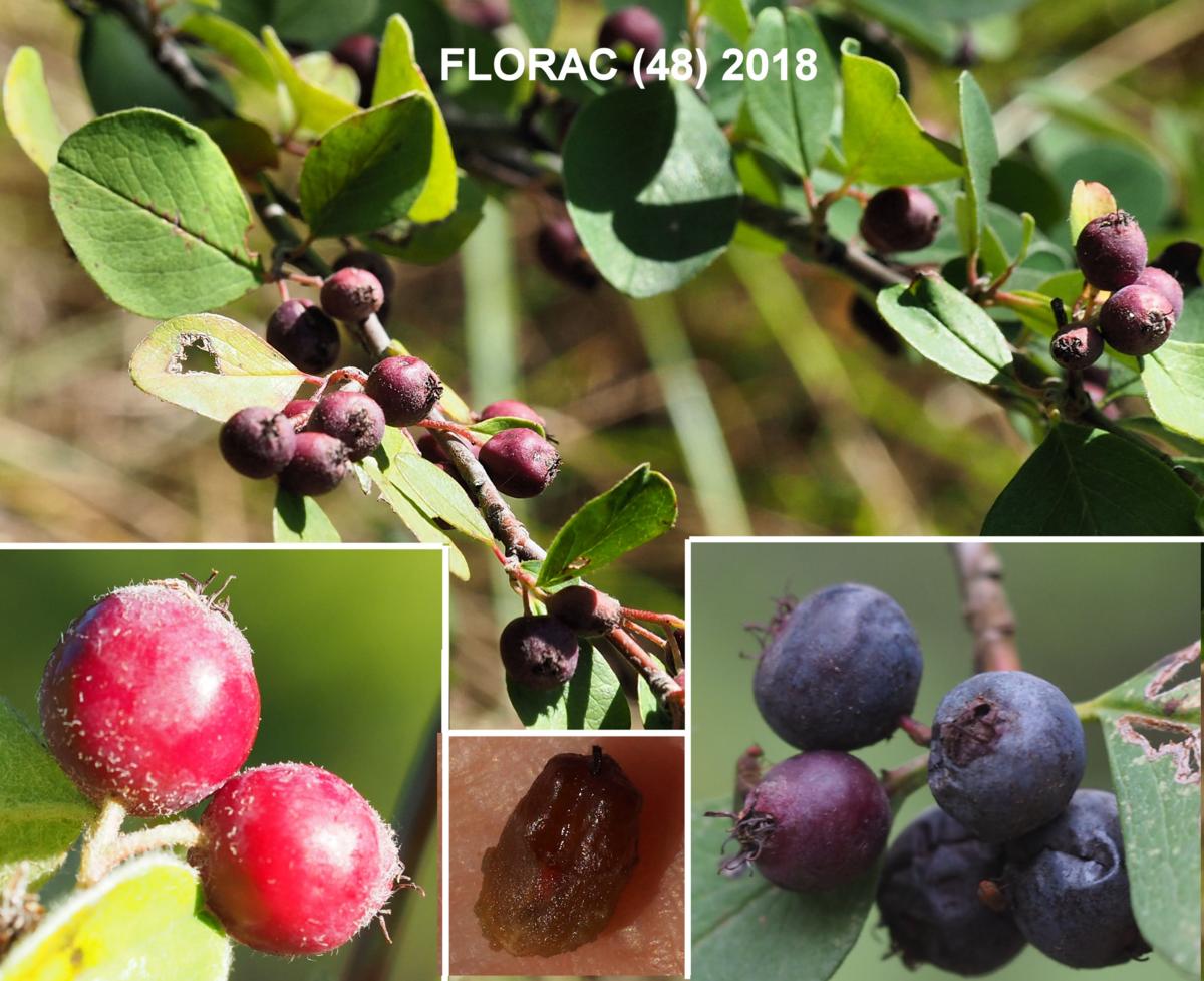 Cotoneaster, [of Crete] fruit